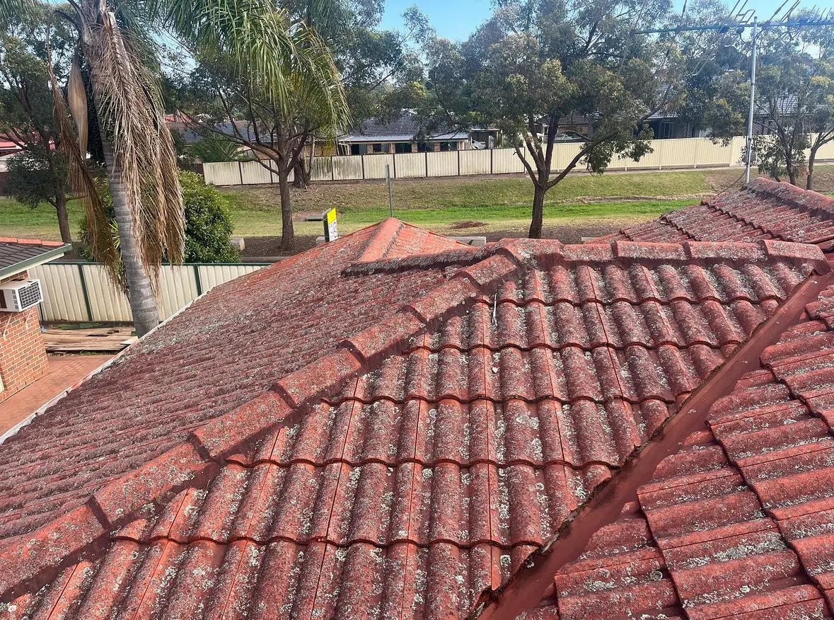 Sydney tile roof before restoration, stained and covered in lichen